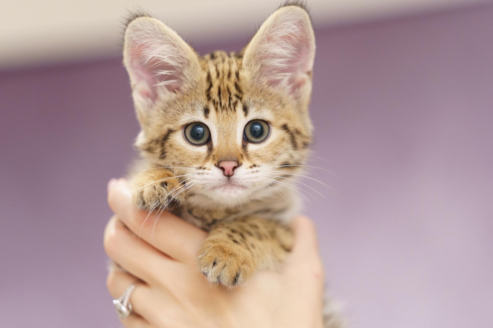 Wild Beauty and Loyal Companion