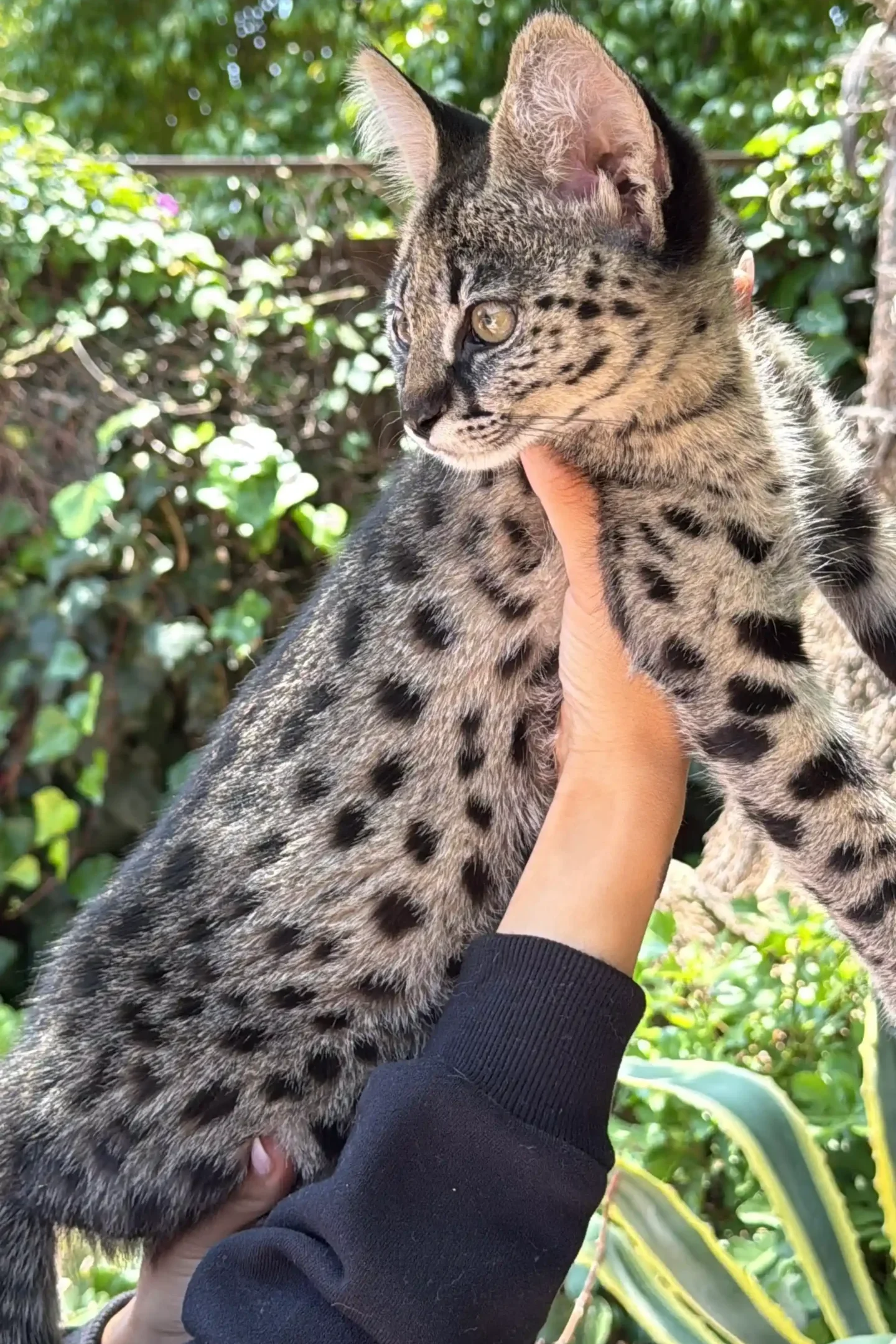 F1 PH “Moonshadow”