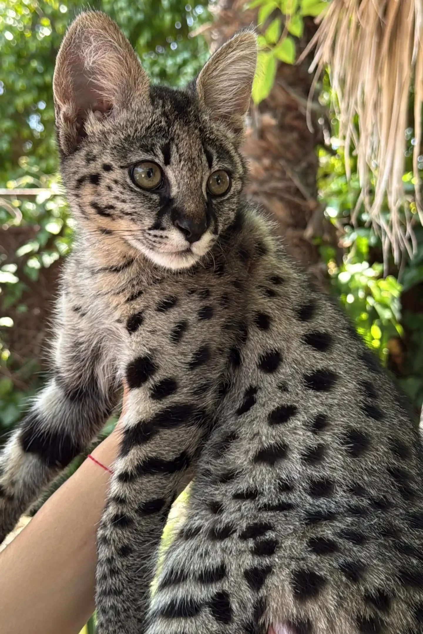 F1 PH “Moonshadow”